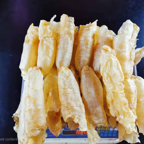 Red snapper (Lutjanus argentimaculatus)