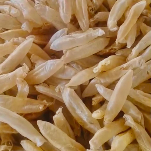 Khajura (Lates calcarifer)