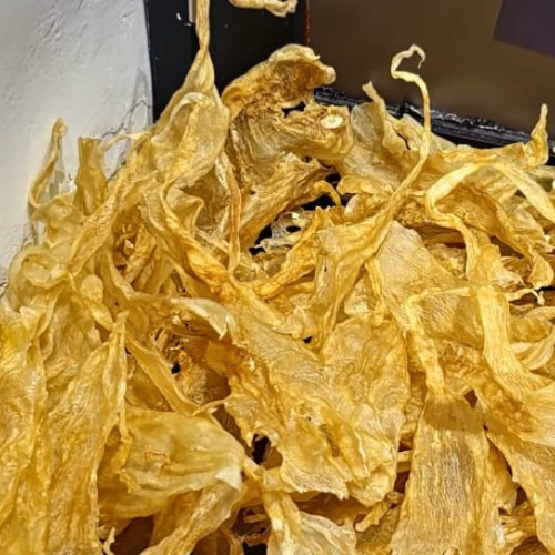 Flat pangas (Pangasius pangasius)