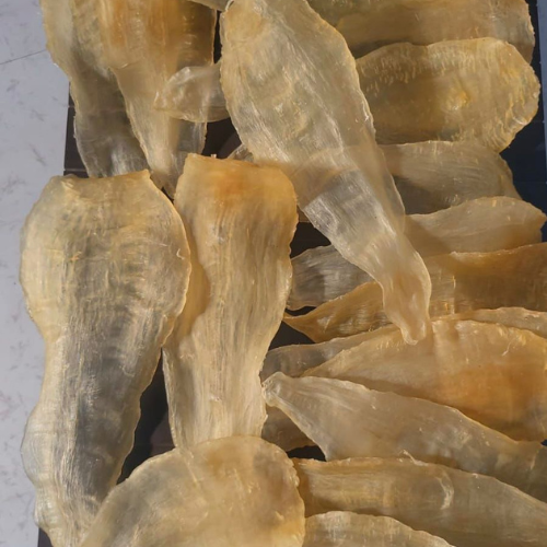 Koth (Otolithoides biauritus)