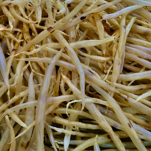 Eel (Anguilla bengalensis bengalensis)